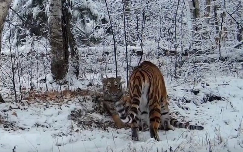 Амурские тигры радуются первому снегу