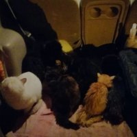«Не дожили бы до утра»: на Урале мужчина спас десять кошек и котят, выброшенных на трассе