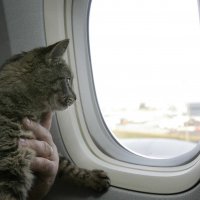 «Аэрофлот» разрешил перевозить животных в соседнем кресле