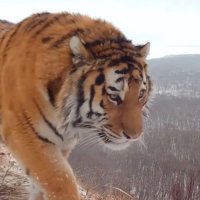 В Приморье впервые засняли амурского тигра на фоне Владивостока