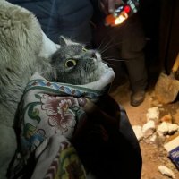 Провалившуюся в вентиляционную шахту кошку в Подмосковье спасли