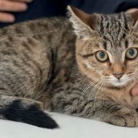 Московский ветеринар спасла четырехмесячного котенка со смертельной травмой