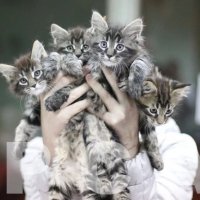 Правила для заводчиков кошек и собак планируют внести в Госдуму в 2024 году
