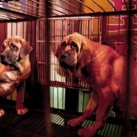 В Южной Корее запретили разводить собак на мясо. Как разрушалась традиция. В стране работают тысячи ресторанов, где подают собачатину