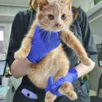 Помощь замерзающим котикам из Коломны