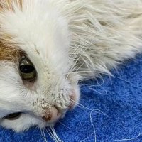Кировские ветеринары спасли кошку, у которой в пищеводе застряли куриные кости