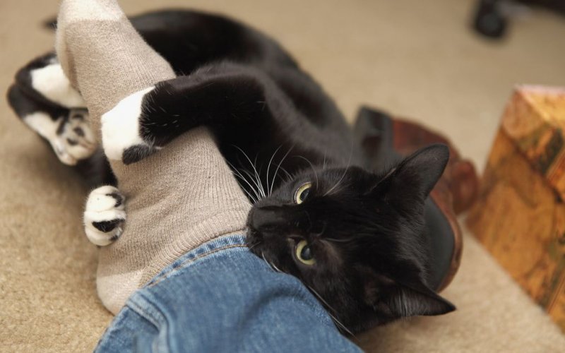 Рычит и гоняется за ногами: о каких проблемах расскажет такое поведение кошки
