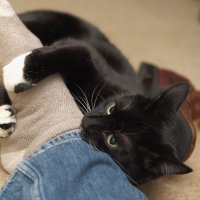 Рычит и гоняется за ногами: о каких проблемах расскажет такое поведение кошки