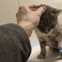 В Ростове-на-Дону погибла одна из кошек, спасенных после обрушения на Нариманова