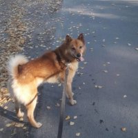 Потерявшийся в лесу пес прошел 150 км и через полгода вернулся к хозяину