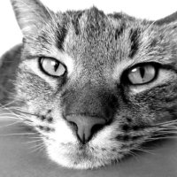 Социальные связи: ученые выяснили, что коты плохо разбираются в человеческих отношениях