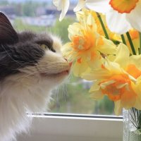 День кошек: дата и история первого весеннего праздника в России. А еще — почему кошки мурчат, сколько живут и кто их предок