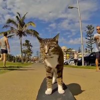 Кошка по имени Диджа (Didga), которая прославилась вполне виртуозным катанием на скейтборде, выучила новые трюки и снялась в видеоролике.
