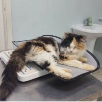 Истощенные, обезвоженные и практически слепые: Нижегородские волонтеры спасли кошек из квартиры умершей хозяйки