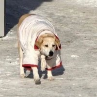 «Её называют главной модницей города»: В Сургуте жители одевают бездомную собаку в разные наряды