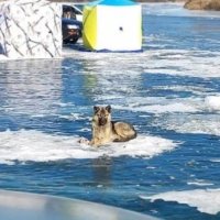 Под Находкой пёс три недели прождал хозяина на льдине, но он так и не пришёл
