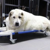 «Вес ещё не достиг нужной нормы»: Раскормленный хозяевами пёс Кругетс из Нижнего Новгорода скинул 40 килограмм