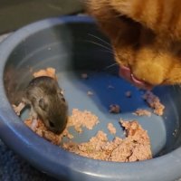 Мама-кошка приняла мышонка за своего детеныша. Их отношения покорили сердца пользователей