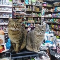 Кот Кузьма и кошка Василиса встречают покупателей в зоомагазине Тамбовской области