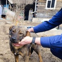 «Собака спасла жизнь»: ночевавшего на морозе в лесу мальчика согрел питомец