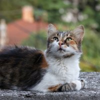 В России уличных кошек предложили вакцинировать против вирусной лейкемии