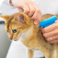 Власти Ленобласти бесплатно чипируют домашних собак и кошек