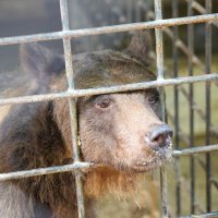 В РФ предложили ужесточить наказание за ненадлежащее содержание диких животных