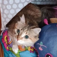 «Требует погладить пузико»: брошенной в Кольцово кошке нашли заботливых хозяев
