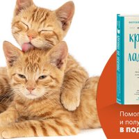 Сезон котят – время прийти на помощь. Наша кампания на Planeta.ru