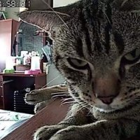 Россияне стали чаще покупать видеоняни для присмотра за питомцами