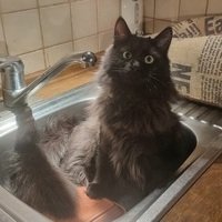 Котенок Миларепа Котенок Миларепа