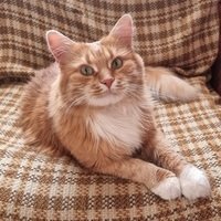 Котик Ван Гог (Рыжик)