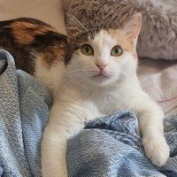 Кошка Кирти