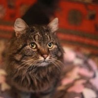 Уехал на поезде довольный: ждавшего бросивших его хозяев кисловодского кота Хатико забрали в новую семью