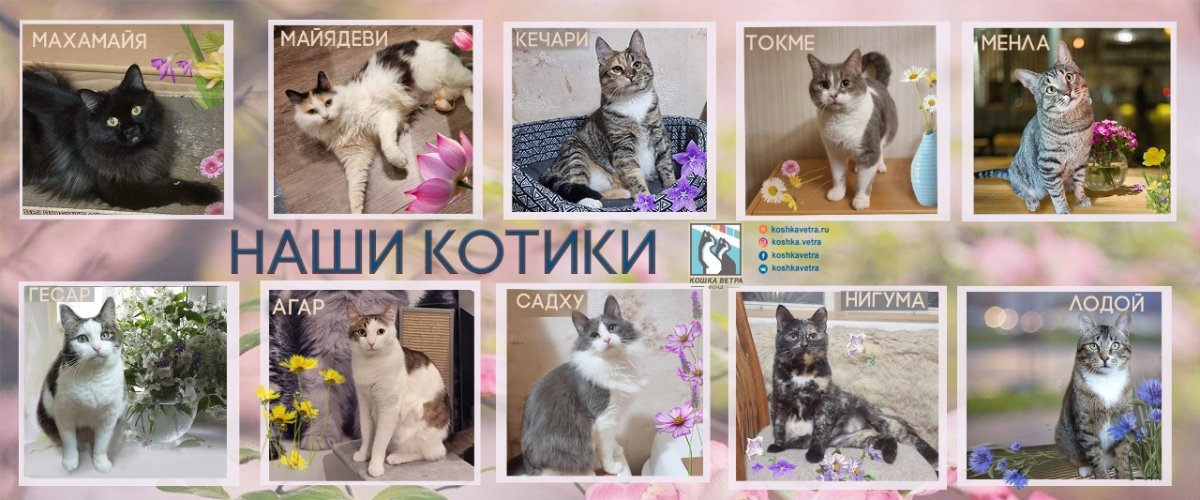Наши животные