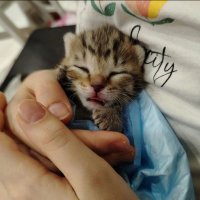 Едят из бутылочки и много спят: как в центре для новорожденных котят выхаживают питомцев.