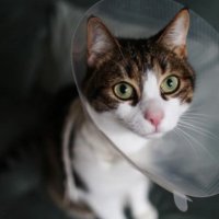 Как понять, что кошка серьезно болеет. Запомните эти 7 тревожных сигналов.