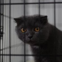 Звала маму, пока не сорвала голос: хозяйка замуровала кошку в квартире без еды и воды, чтобы никогда за ней не вернуться