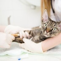 В России участились случаи лжеветеринаров наносящих вред питомцам
