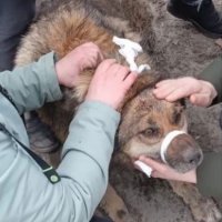 На Ямале собака три дня просидела в канализации, пока ее не заметили люди