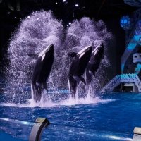 Арапов призвал запретить шоу с морскими млекопитающими в океанариумах