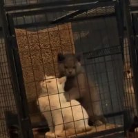 Девушка увидела в приюте, как котенок делает массаж другу, и забрала домой обоих