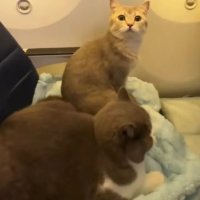 Владельцы кошек обеспечили своим питомцам отдельные посадочные места в самолёте