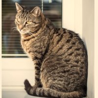 Какой породы коричневые полосатые кошки, которых мы часто видим на улице?