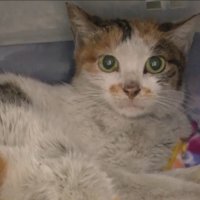 Кошка пережила трехнедельное путешествие из Китая в США, забравшись в контейнер на судне Кошка пережила трехнедельное путешествие из Китая в США, забравшись в контейнер на судне