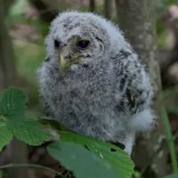 В Самаре маленьких совят чуть не засыпали землей во время стройки. Работы остановили неравнодушные люди