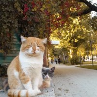 Доверился блогеру. Как живёт мягкий кот Батон из Ставрополя, умиливший полмиллиона человек