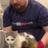 «Была беременна». В автосервисе спасли кошку, сидевшую под подкрылком