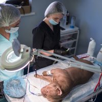 В Госдуме предложили сделать бесплатной стерилизацию домашних животных