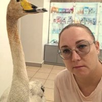 «С птицей что-то не так, она явно погибнет»: сибирячка, рискуя жизнью, спасла краснокнижного лебедя во время мощного паводка